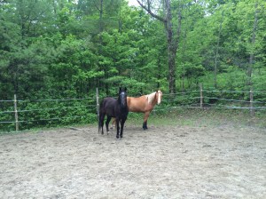 Waiting patiently for the next command.