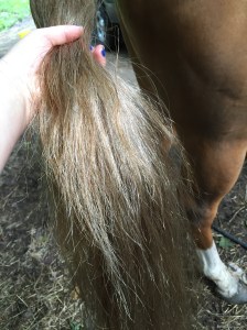 New growth (From 8 - 10 months)